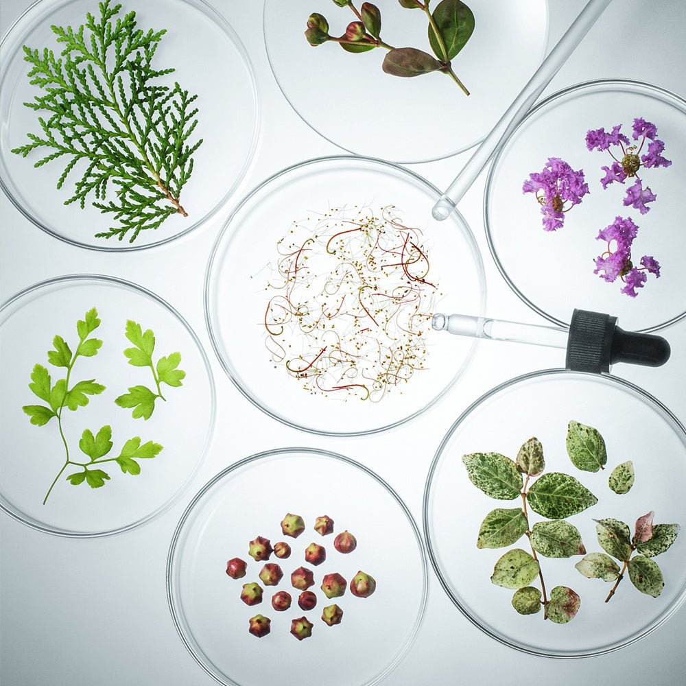 From Garden to Bottle: The Journey of Extracting Natural Perfume Ingredients - VAUCLUSE