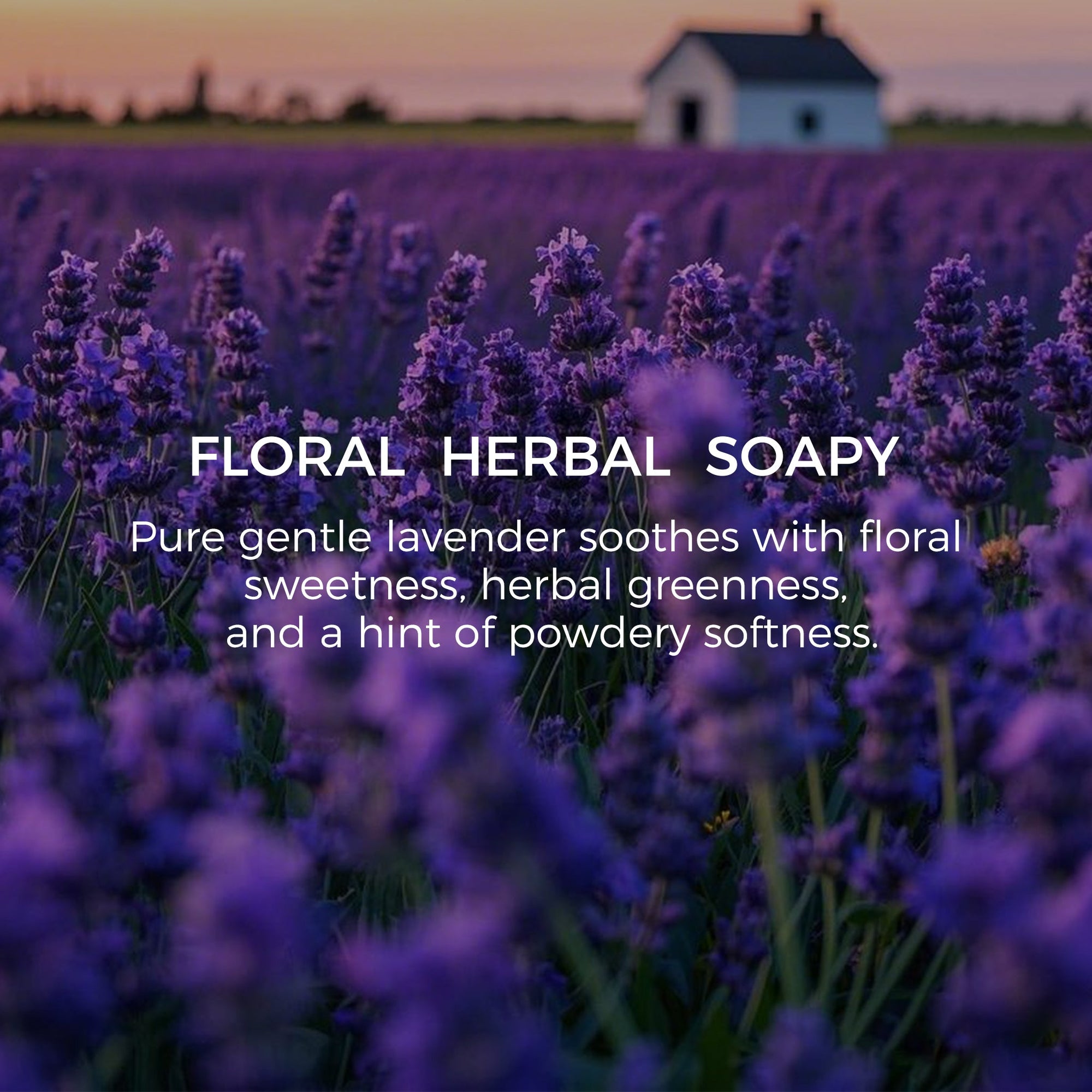 Lavender Essential Oil - 10ml - VAUCLUSE
