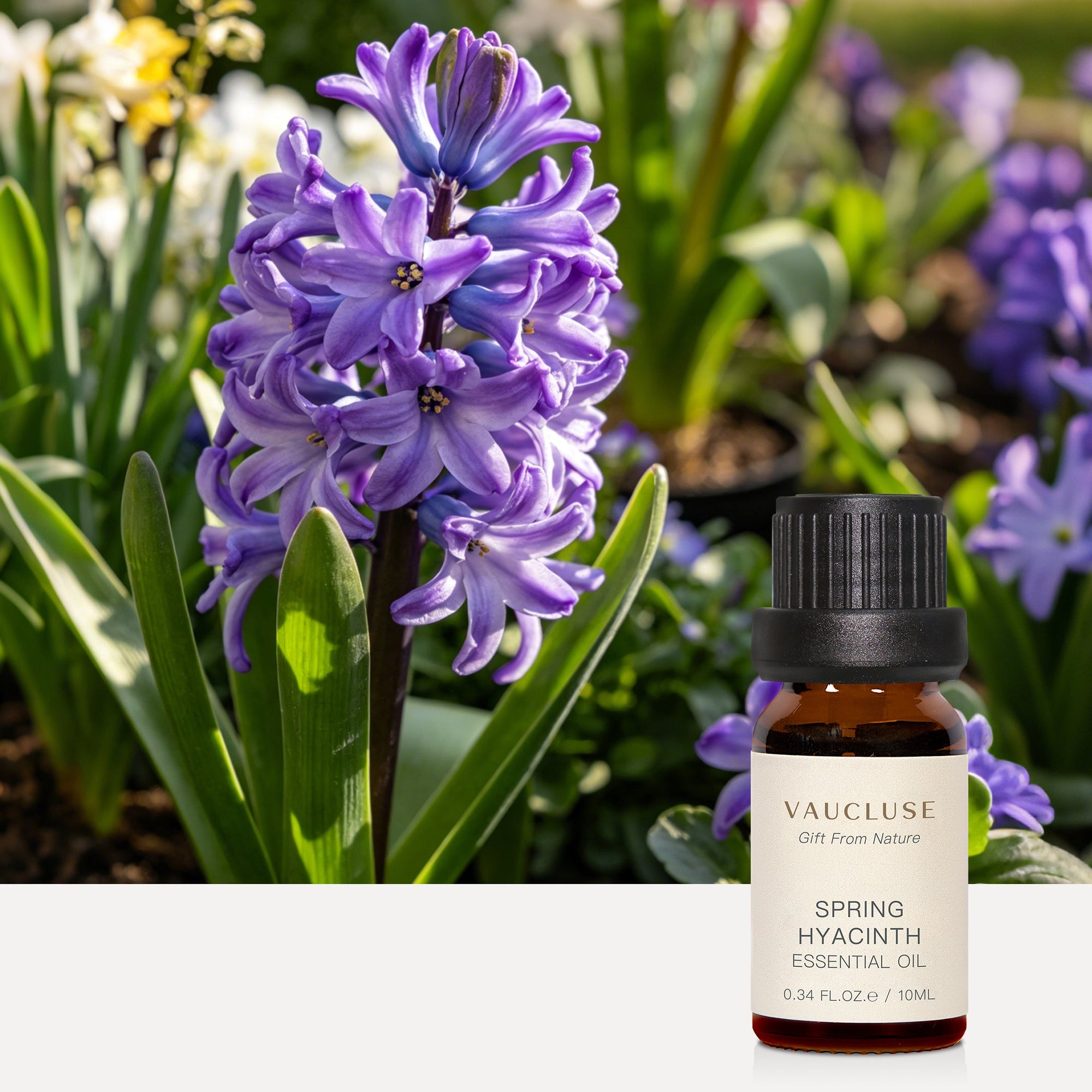 Spring Hyacinth Essential Oil - 10ml - VAUCLUSE