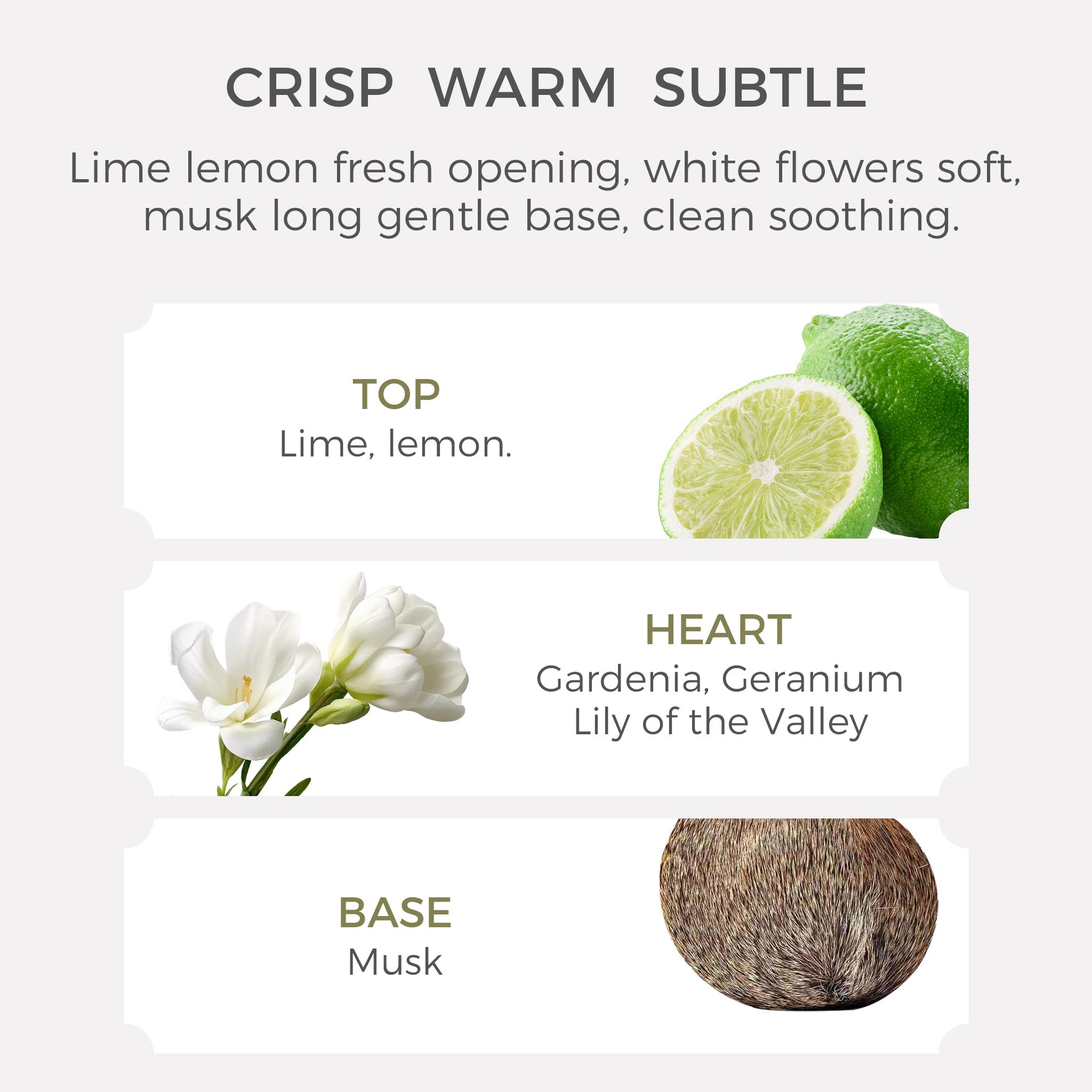 Fragrance pyramid diagram showing top notes of lime and lemon, heart notes of gardenia, geranium, and lily of the valley, and base note of musk for Vaucluse essential oil.